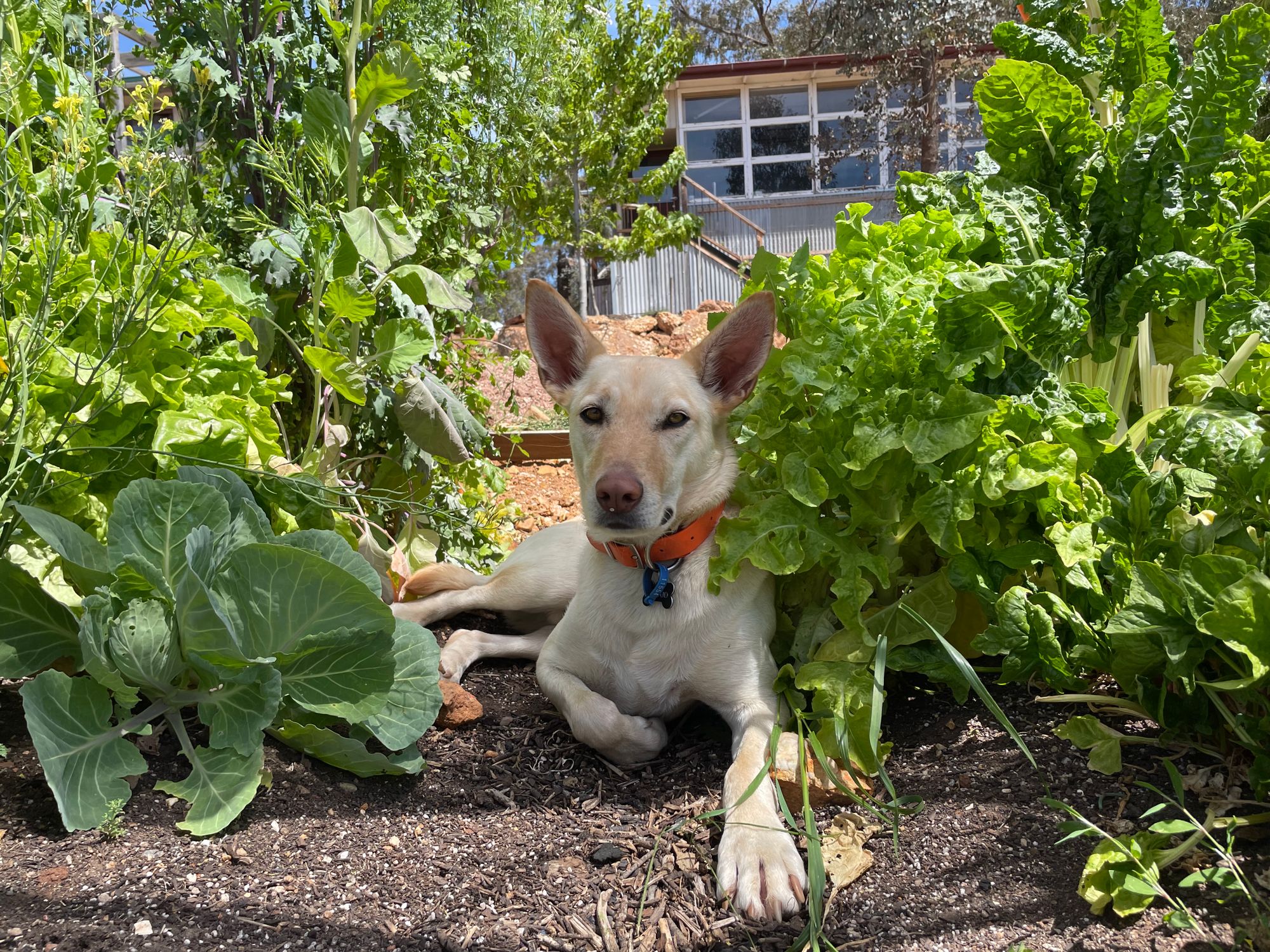 Our dog Cloud, in the vege garden